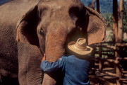 15 - Centre de réhabilitation pour éléphants à Chiang Mai